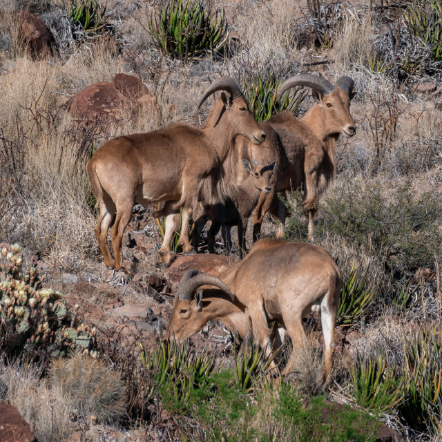 Herd of Aoudad
