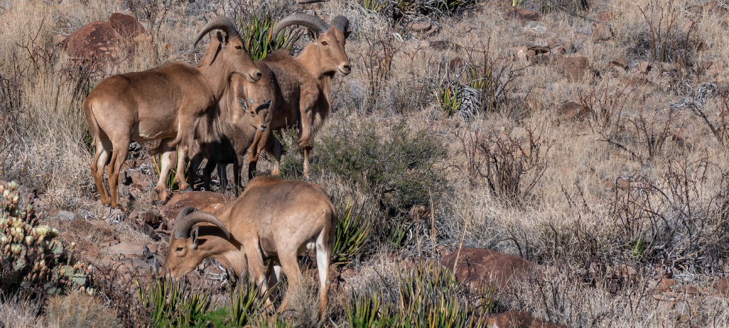Herd of Aoudad