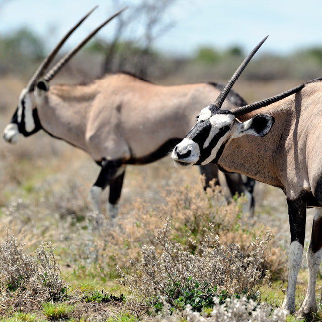 Two Gemsbock