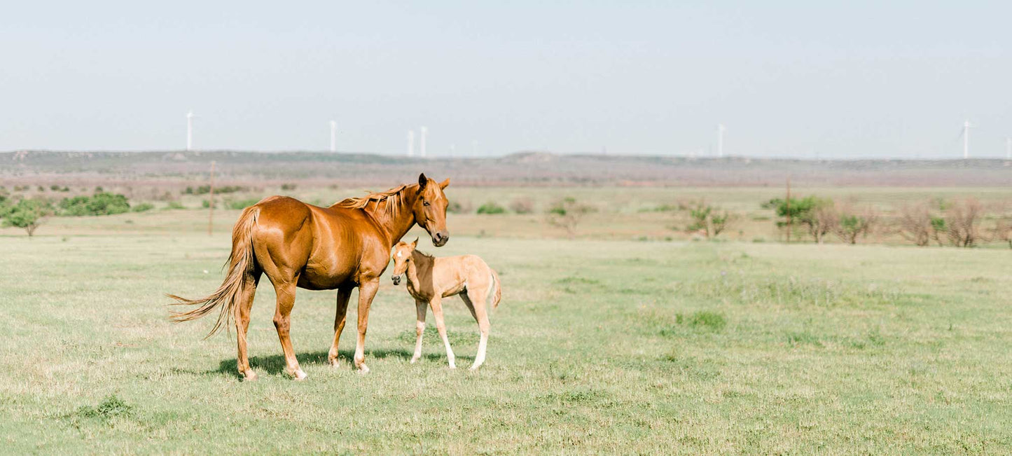 Covered S Ranch