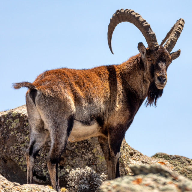 Ibex