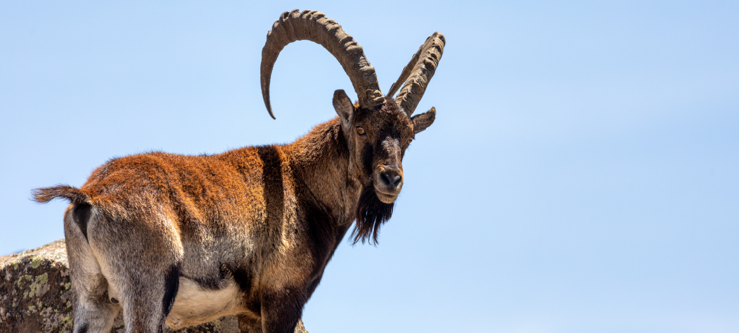 Ibex