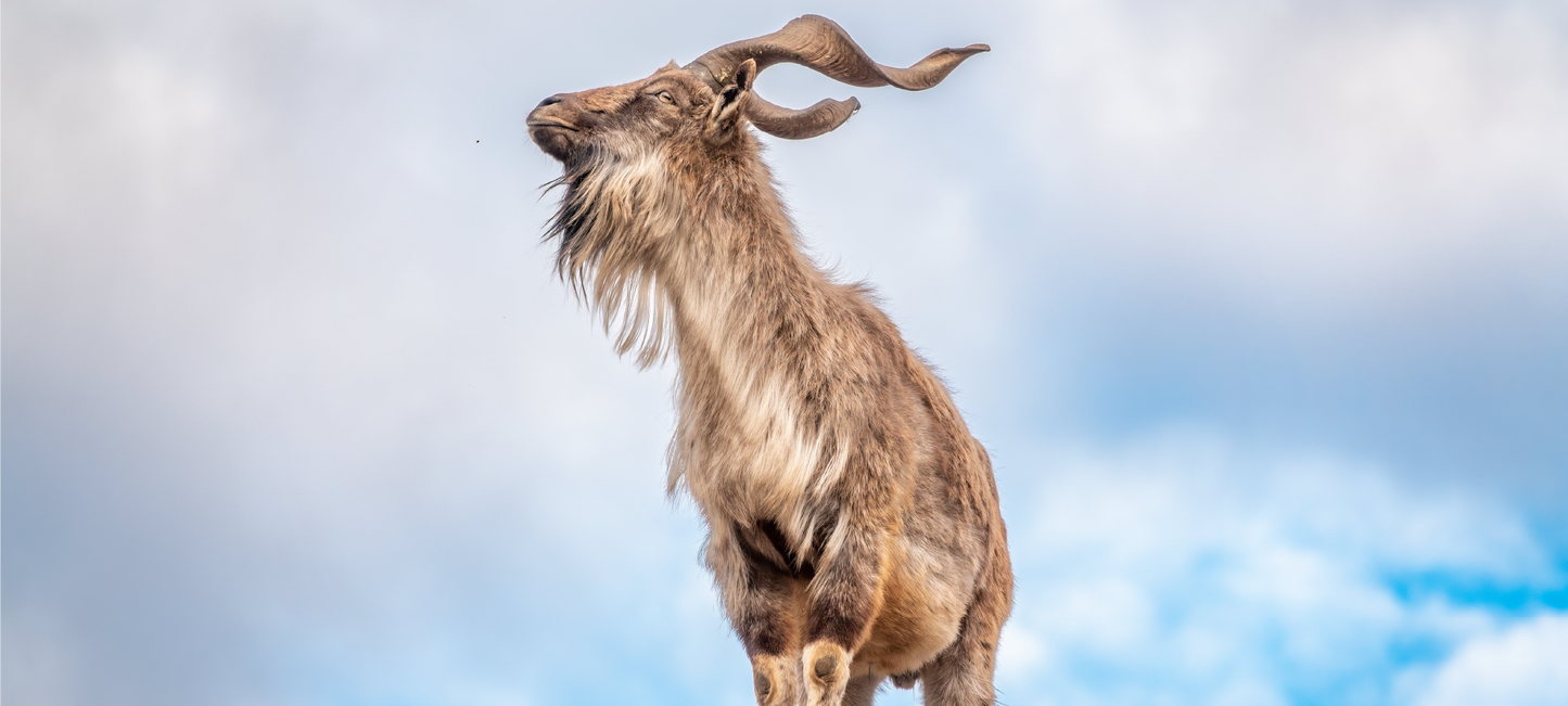 Markhor