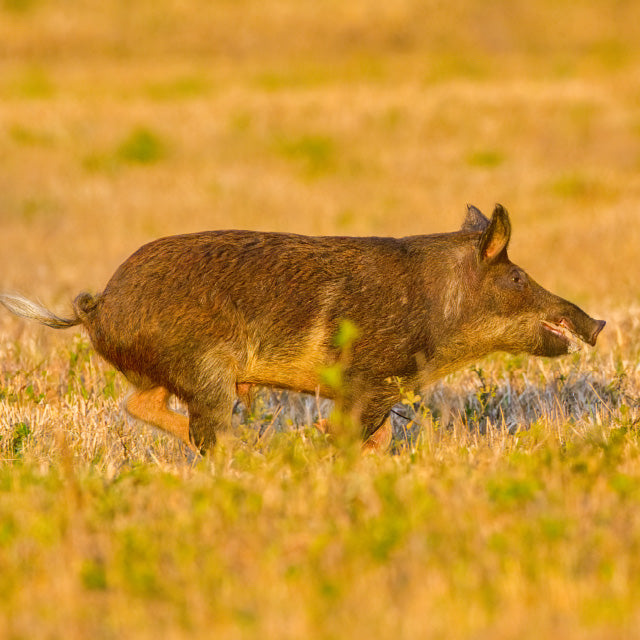 Wild hog in field