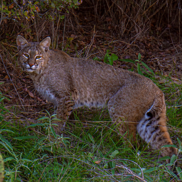 Texas Varmints Varmint Hunting in Texas | Covered S Ranch