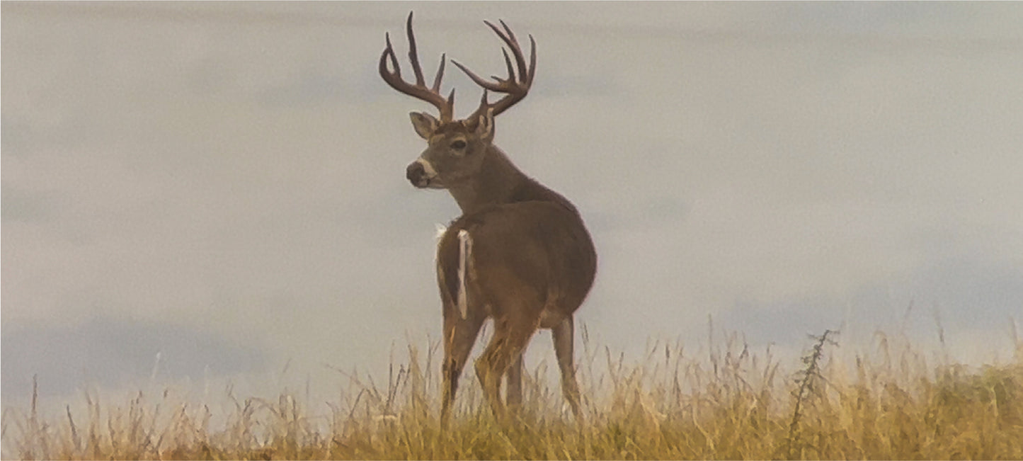 Ruby Ranch Whitetails Whitetail Deer Hunting in Texas | Covered S Ranch