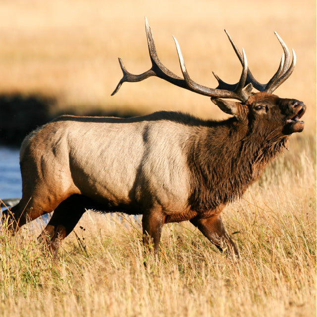An elk by the water
