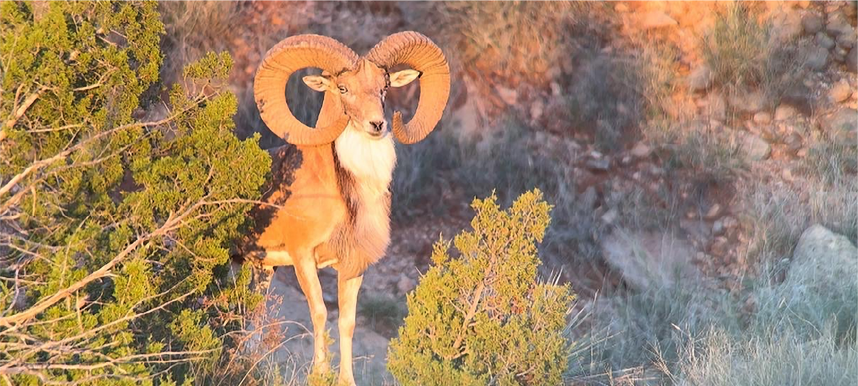 Exotics Gallery – Covered S Ranch