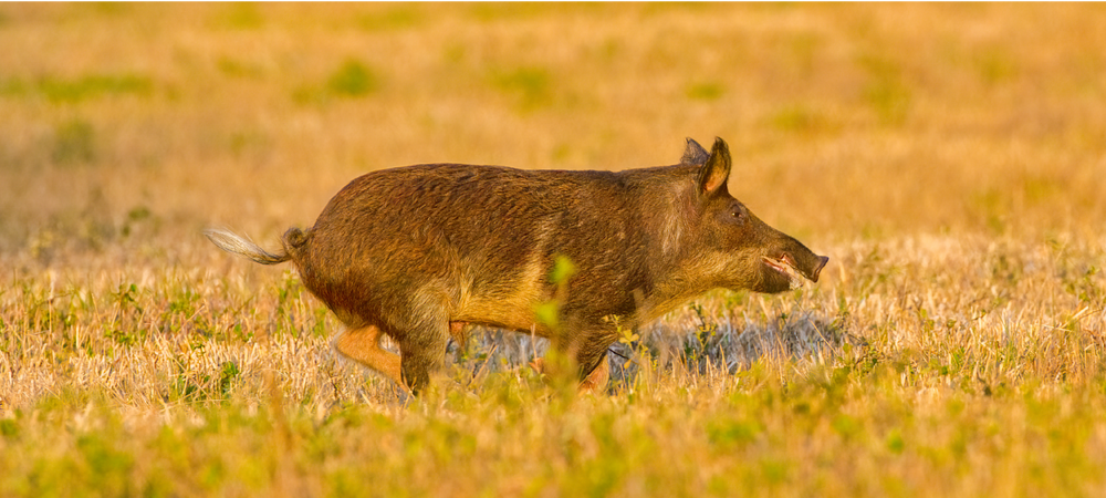 Wild hog in field