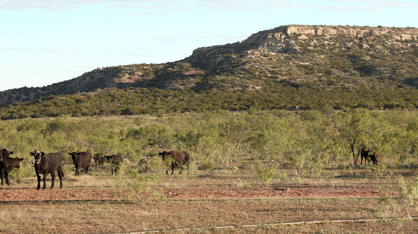 FLAT TOP MESA WITH CATTLE IMAGE