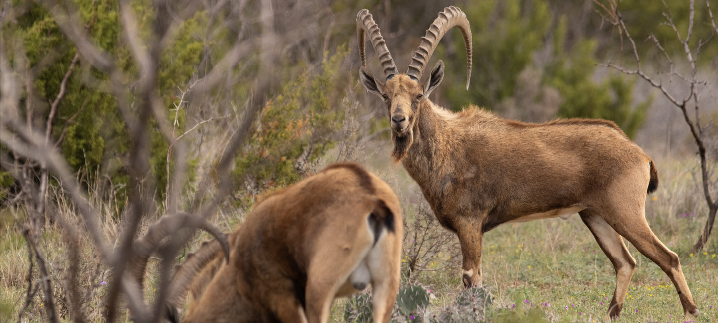 Game Preserve Exotic Hunting in Texas | Covered S Ranch