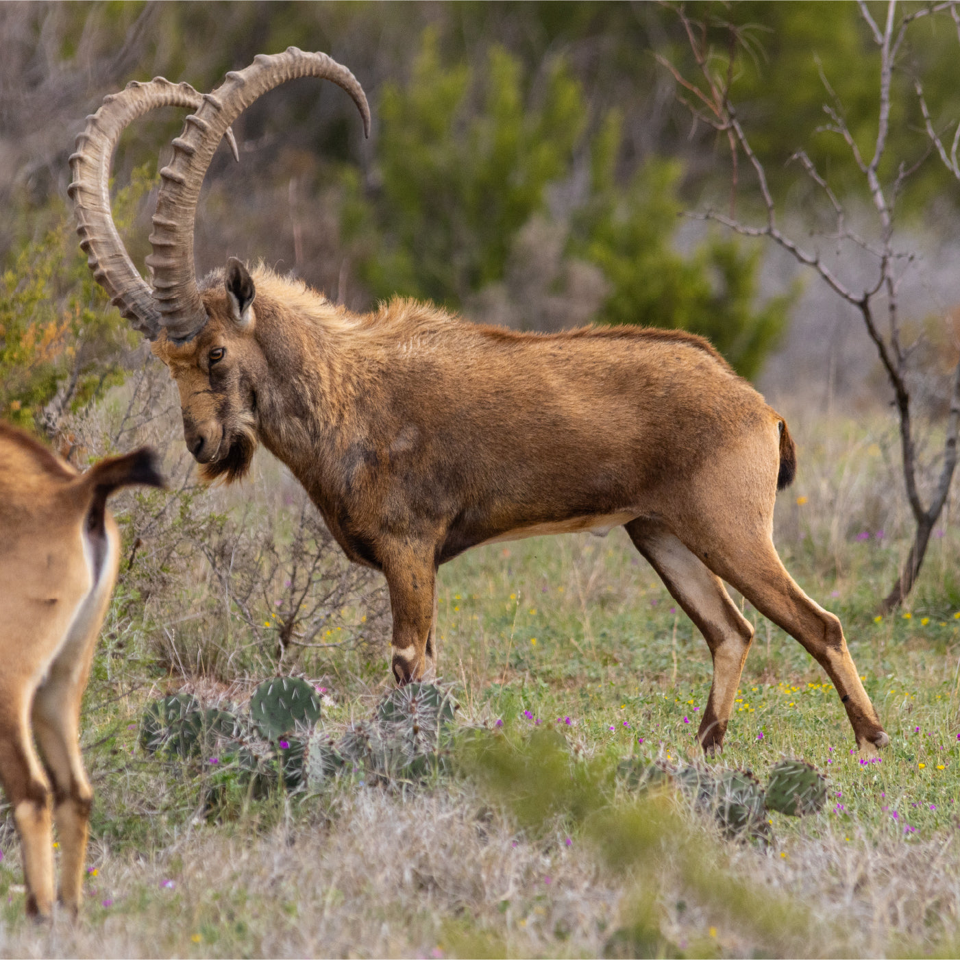 Game Preserve Exotic Hunting in Texas | Covered S Ranch