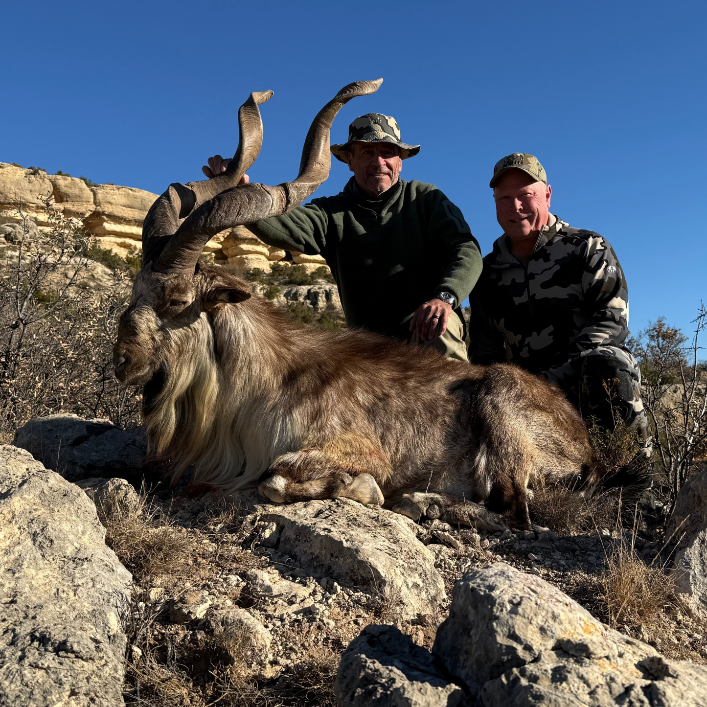 Markor hunt at Covered S Ranch on Flat Top Mesa near Snyder, TX