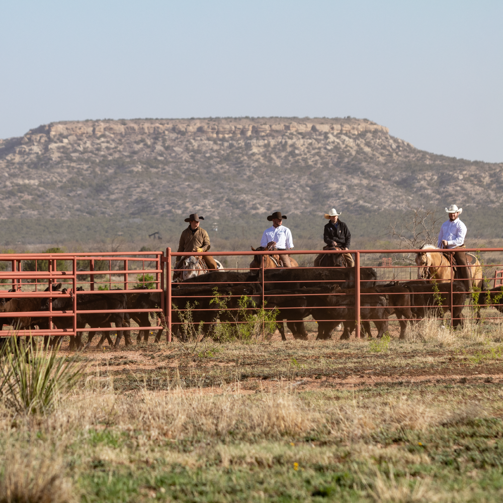 Cowboying Gallery – Covered S Ranch