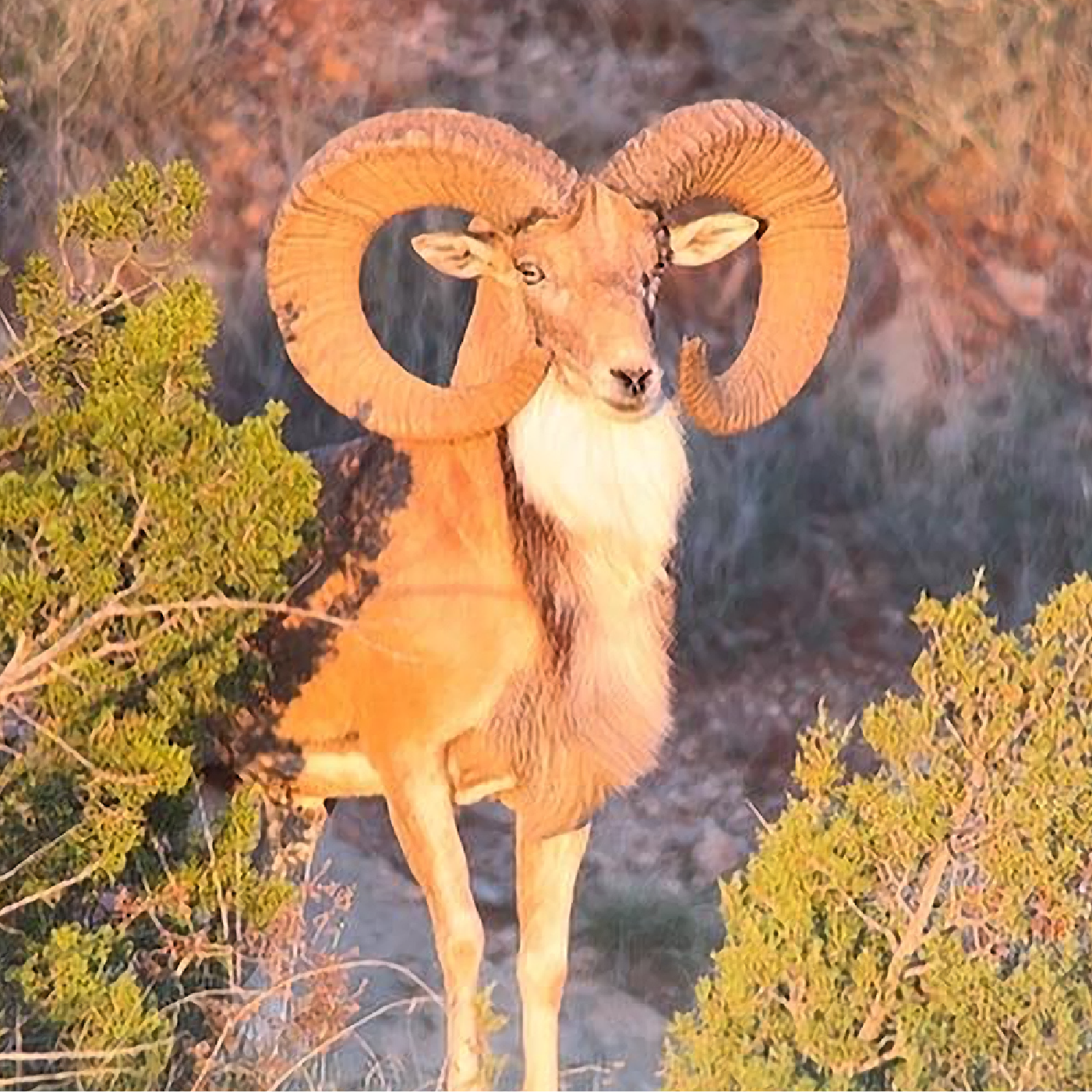 Exotics Gallery – Covered S Ranch