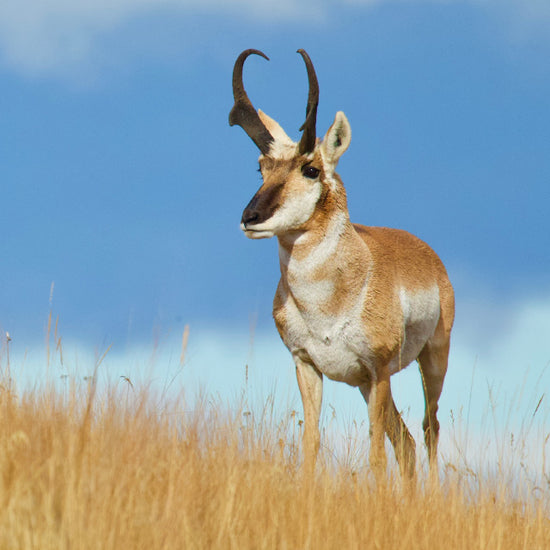 Pronghorn Antelope Hunting in Texas | Covered S Ranch