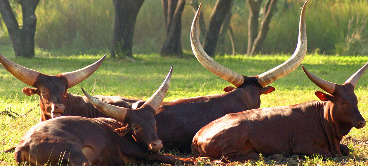 Herd of Watusi Cattle