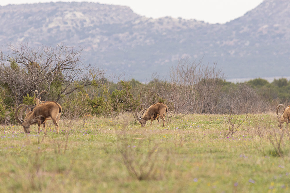 Ibex grazing in front of the Flat Top Mesa