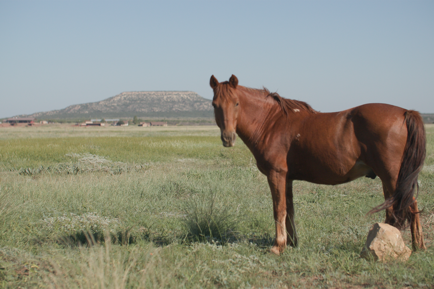 FLAT TOP MESA WITH HORSE IMAGE